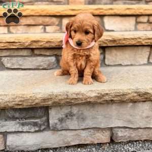 Kara, Goldendoodle Puppy